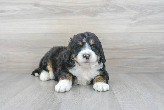 Energetic Bernadoodle Poodle Mix Puppy