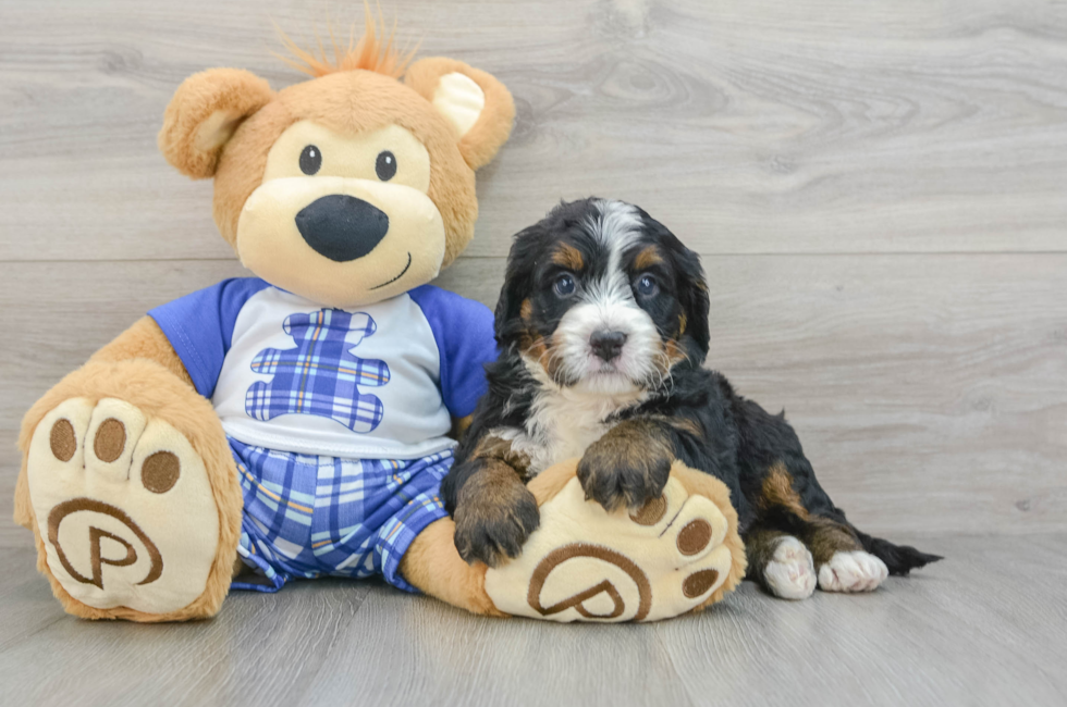 5 week old Mini Bernedoodle Puppy For Sale - Premier Pups