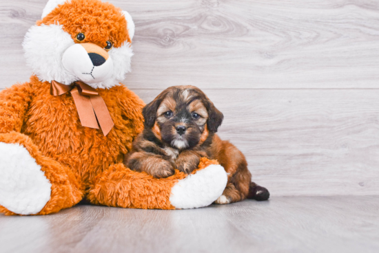 Mini Bernedoodle Pup Being Cute