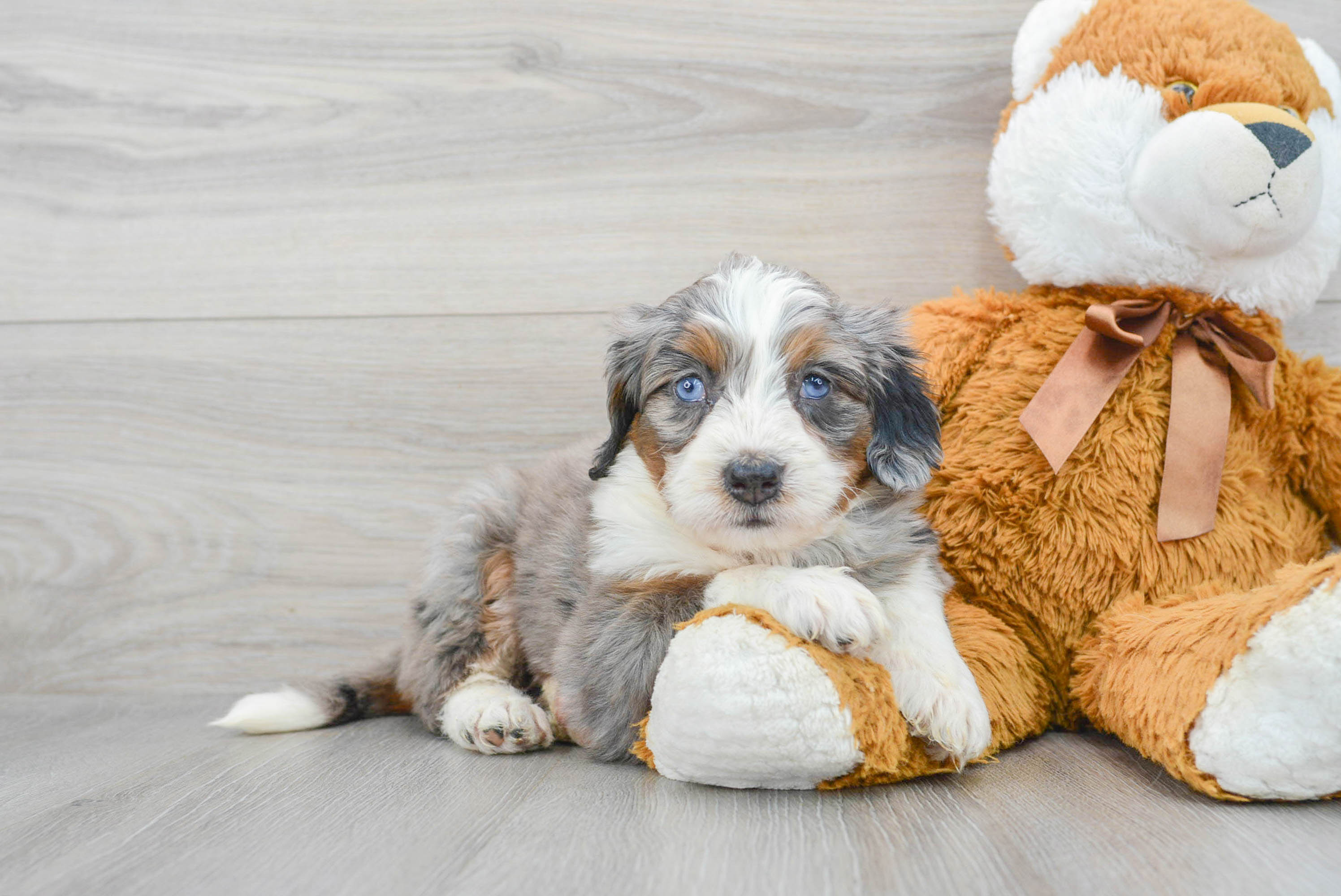 Mini Bernedoodle Pup Being Cute