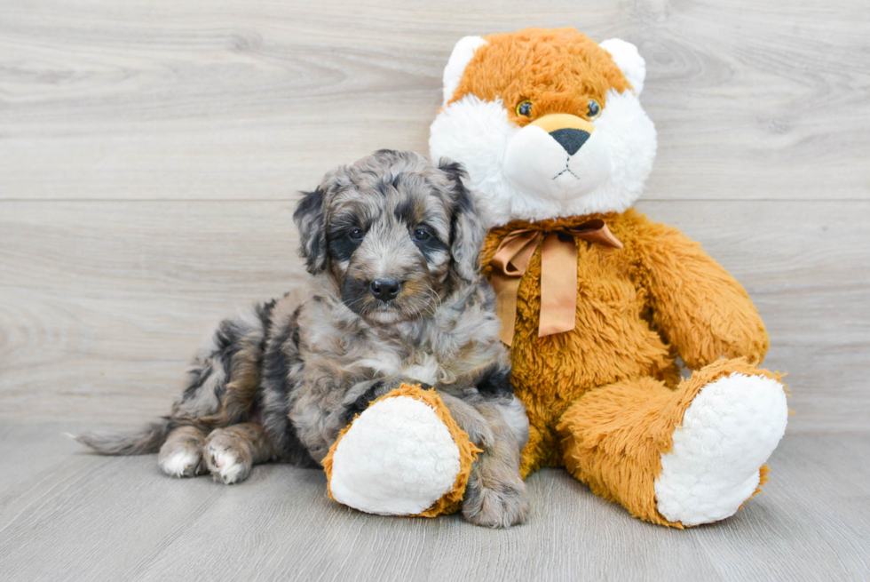 Happy Mini Bernedoodle Baby