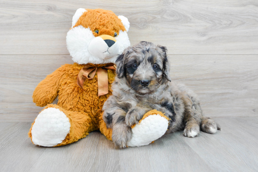 Mini Bernedoodle Puppy for Adoption