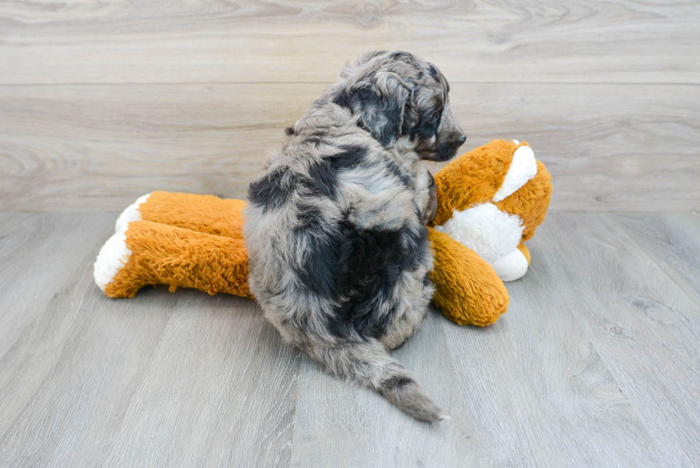 Funny Mini Bernedoodle Poodle Mix Pup