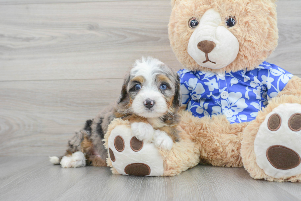 Sweet Mini Bernedoodle Baby