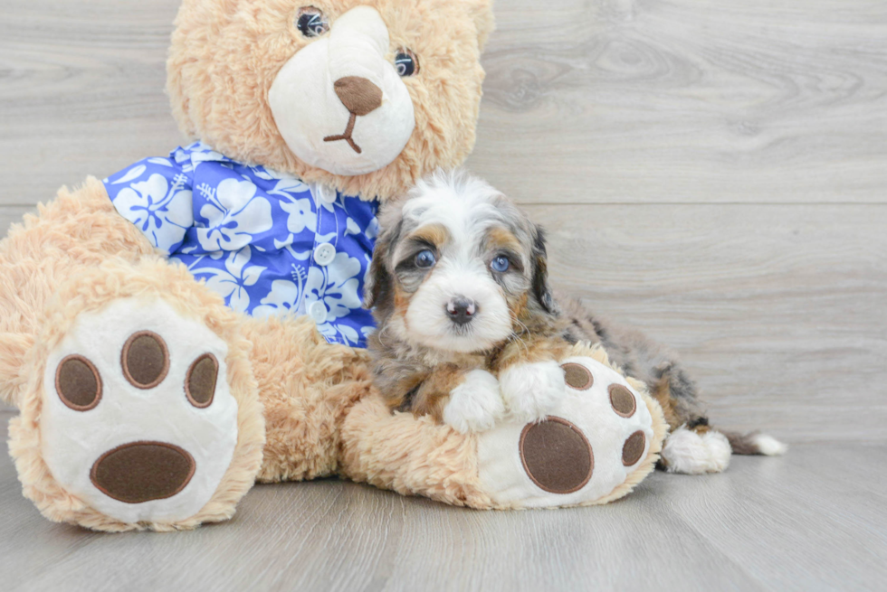 Mini Bernedoodle Pup Being Cute