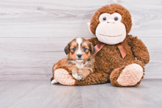 Sweet Mini Bernedoodle Baby