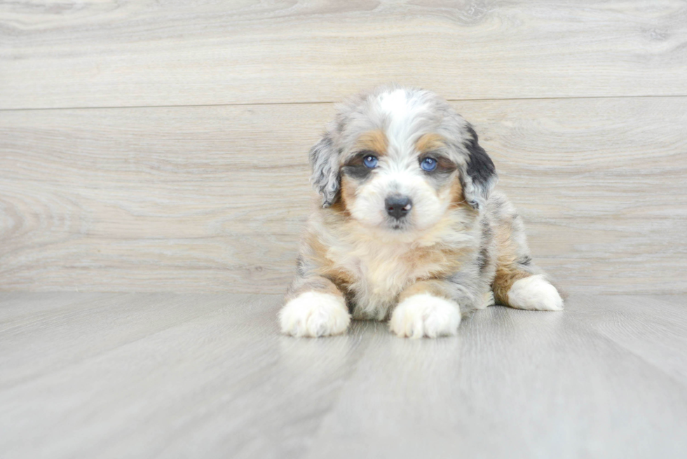 Mini Bernedoodle Puppy for Adoption