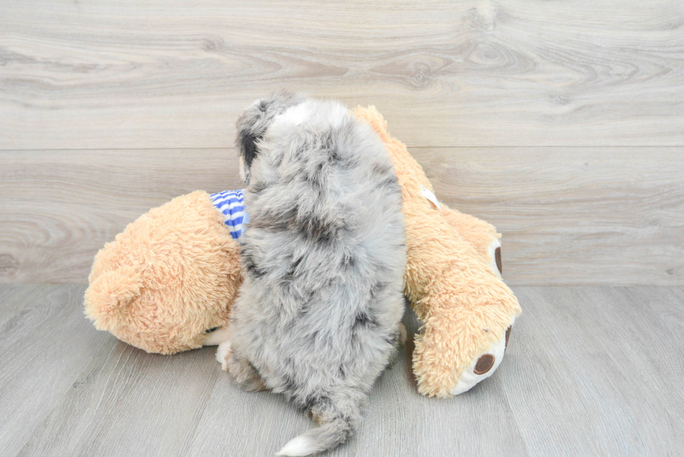 Mini Bernedoodle Pup Being Cute