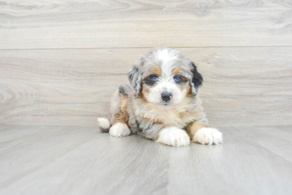 Mini Bernedoodle Puppy for Adoption