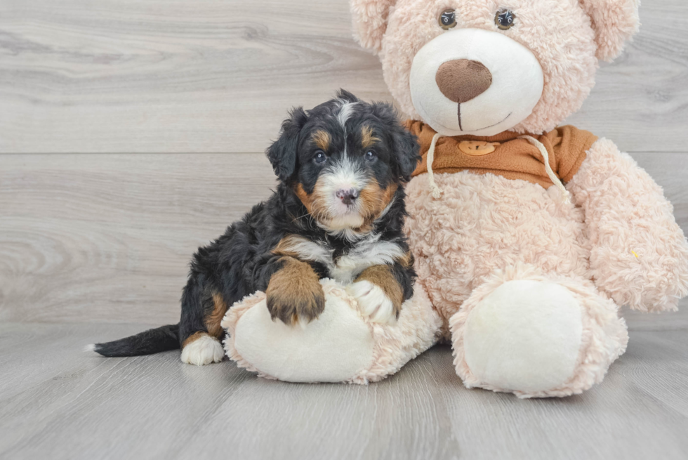 Best Mini Bernedoodle Baby