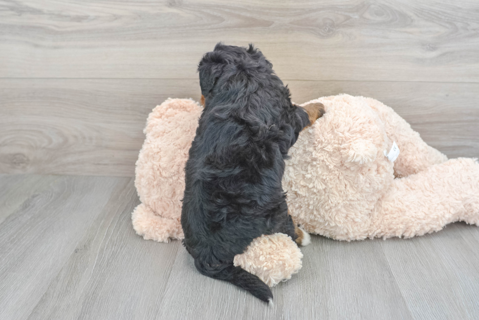 Mini Bernedoodle Pup Being Cute