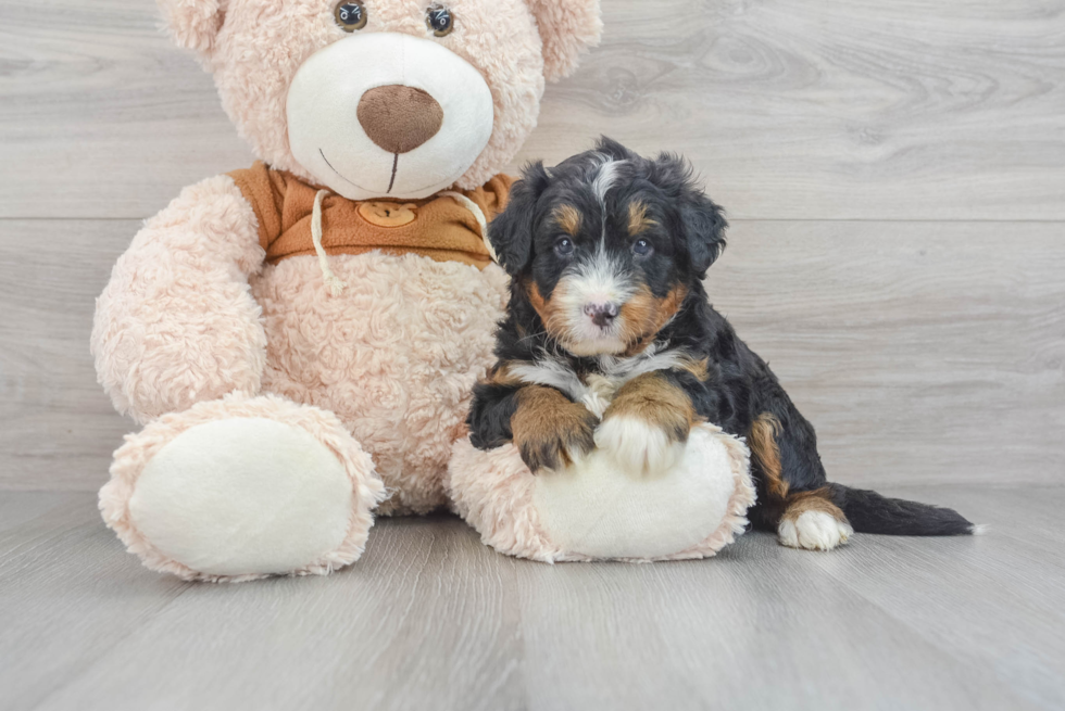 Mini Bernedoodle Puppy for Adoption