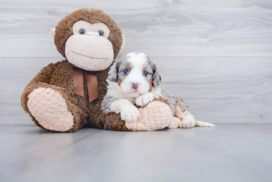 Petite Mini Bernedoodle Poodle Mix Pup