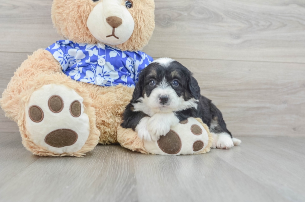 7 week old Mini Bernedoodle Puppy For Sale - Premier Pups