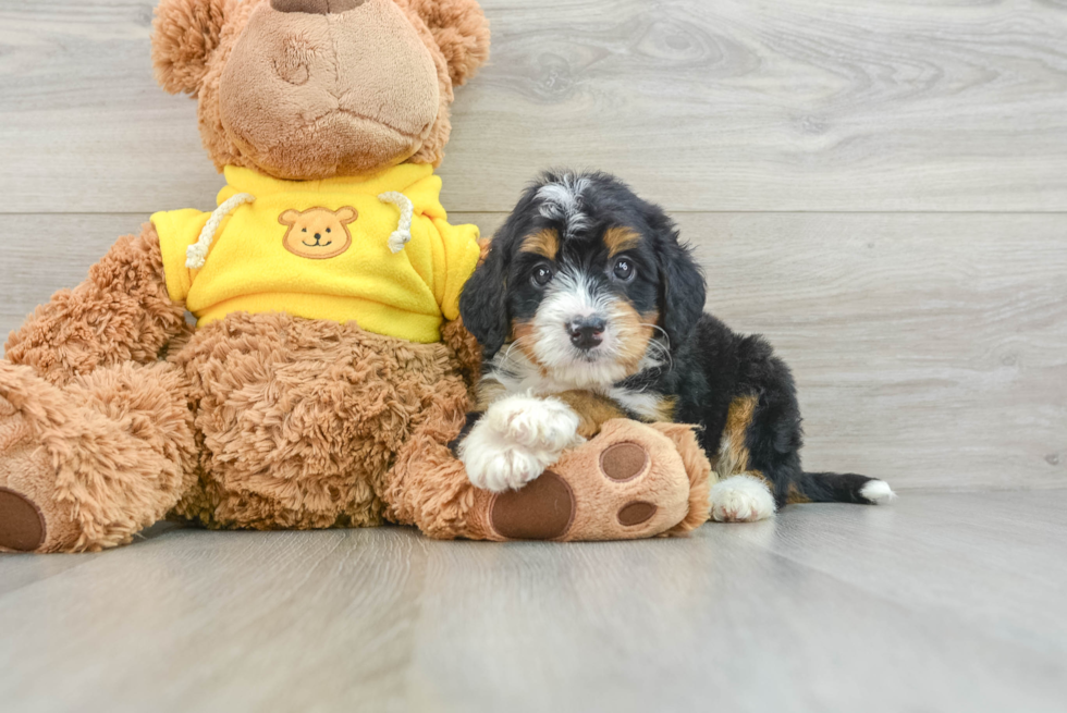 Small Mini Bernedoodle Baby