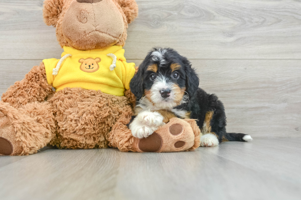 6 week old Mini Bernedoodle Puppy For Sale - Premier Pups