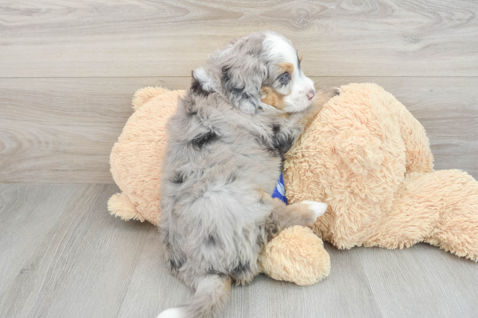 Mini Bernedoodle Puppy for Adoption