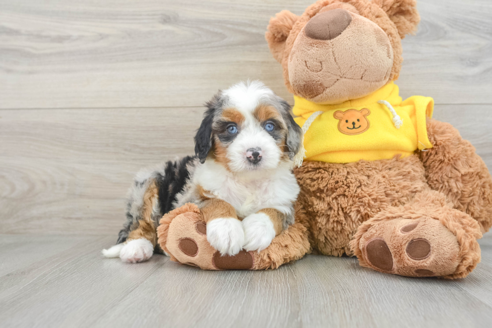 Mini Bernedoodle Pup Being Cute