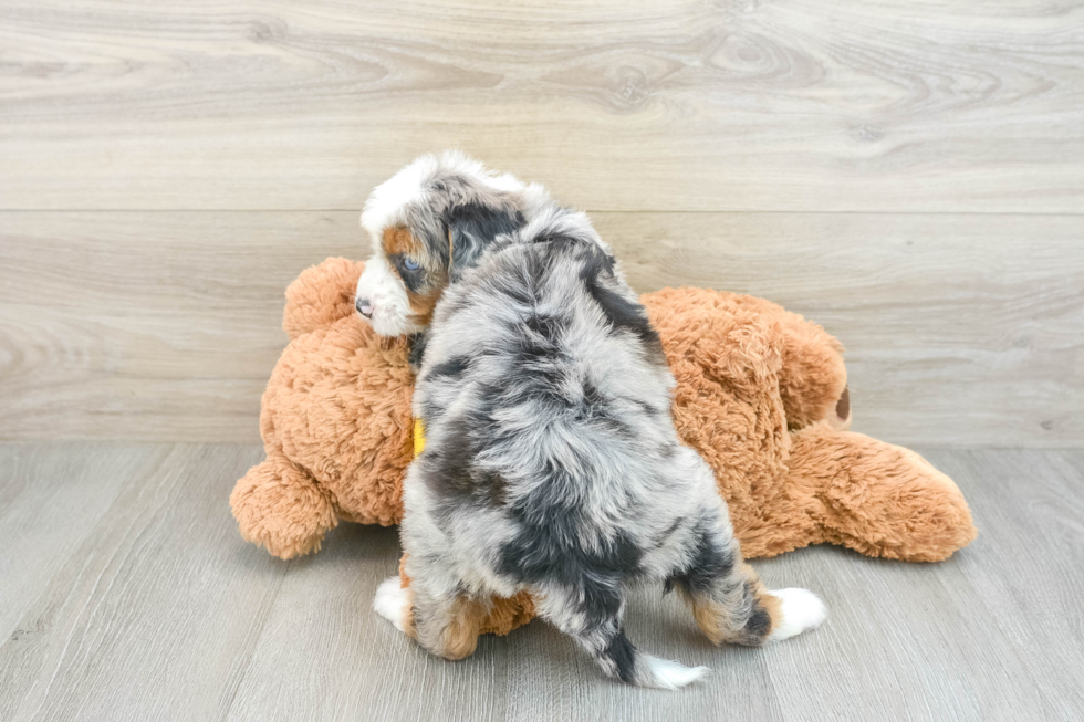 Smart Mini Bernedoodle Poodle Mix Pup