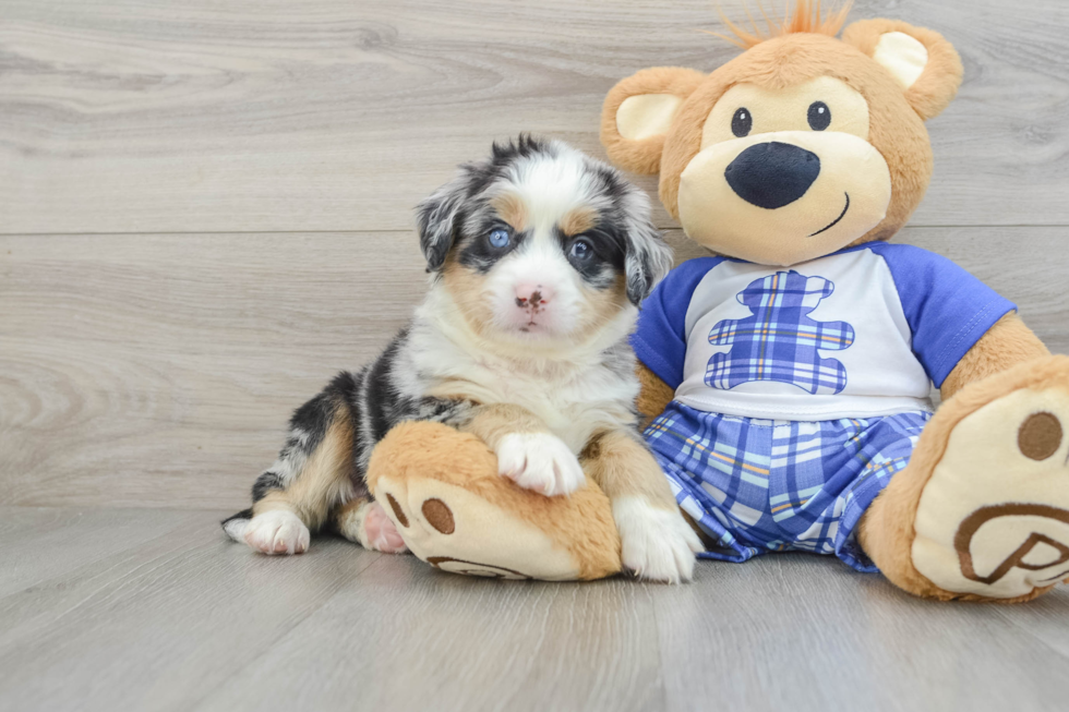 Popular Mini Bernedoodle Poodle Mix Pup