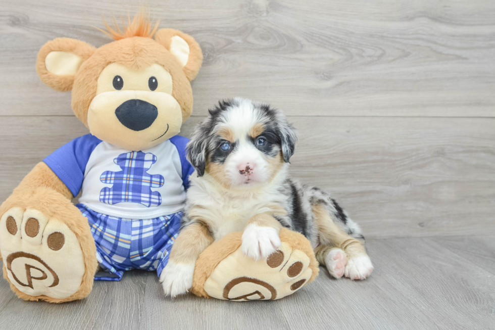 Mini Bernedoodle Pup Being Cute