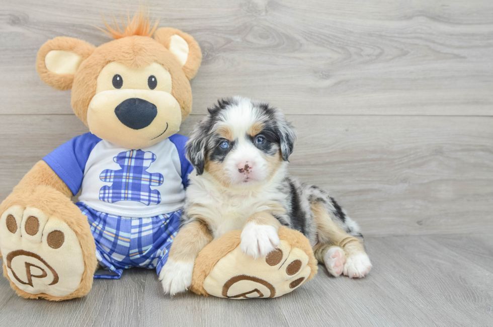 5 week old Mini Bernedoodle Puppy For Sale - Premier Pups