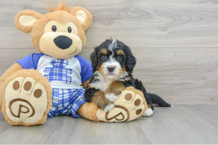 Mini Bernedoodle Puppy for Adoption