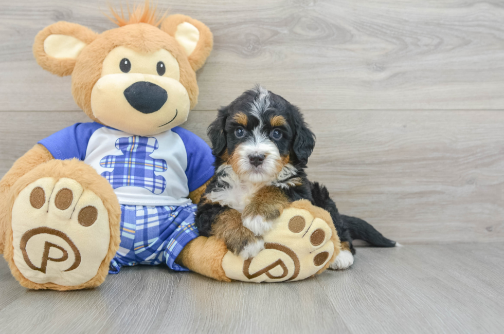 5 week old Mini Bernedoodle Puppy For Sale - Premier Pups