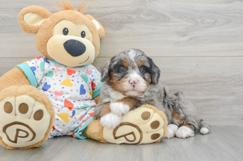 7 week old Mini Bernedoodle Puppy For Sale - Premier Pups