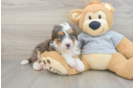 Playful Mini Bernesepoo Poodle Mix Puppy