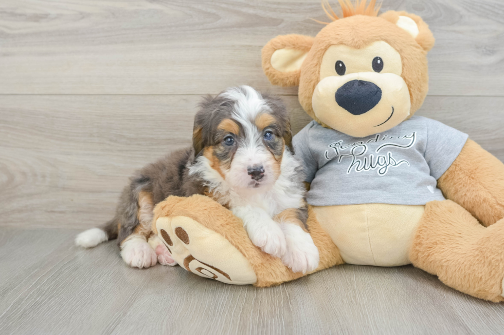 Playful Mini Bernesepoo Poodle Mix Puppy
