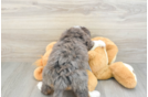Mini Bernedoodle Pup Being Cute