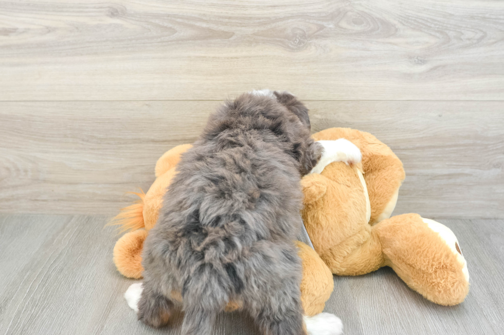 Mini Bernedoodle Pup Being Cute