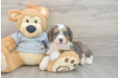 Popular Mini Bernedoodle Poodle Mix Pup