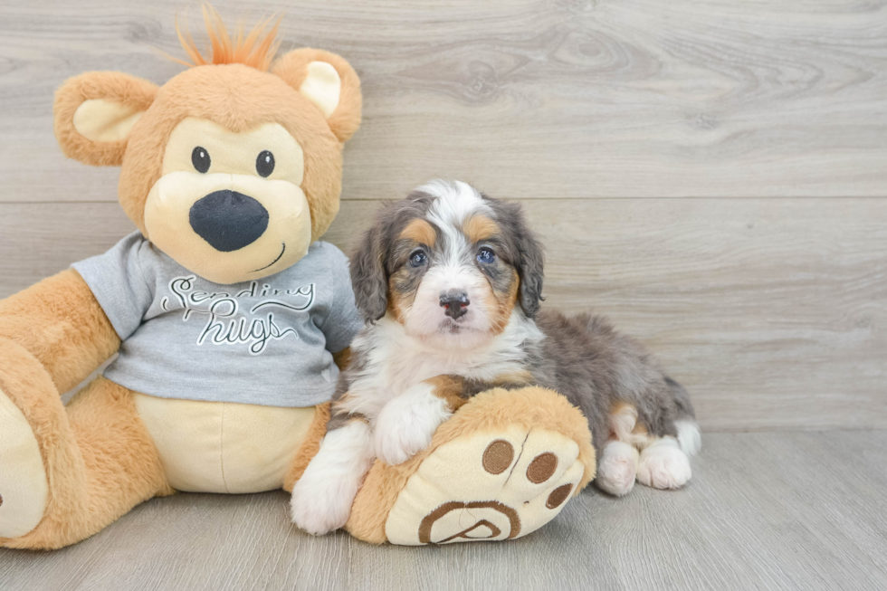 Popular Mini Bernedoodle Poodle Mix Pup