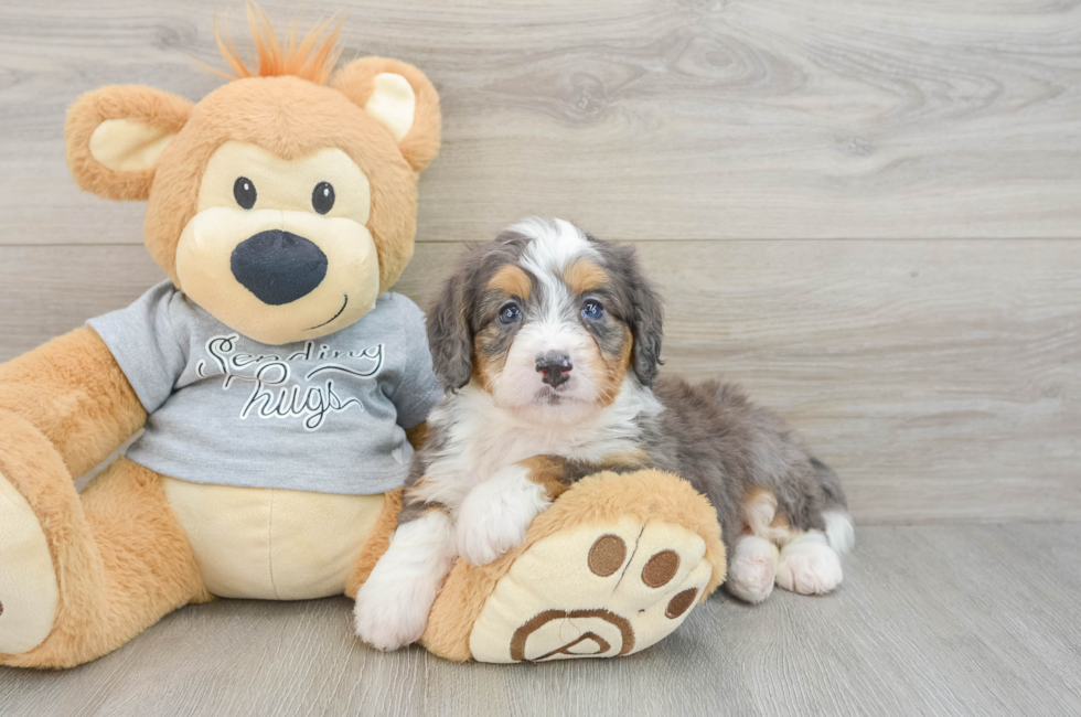 5 week old Mini Bernedoodle Puppy For Sale - Premier Pups