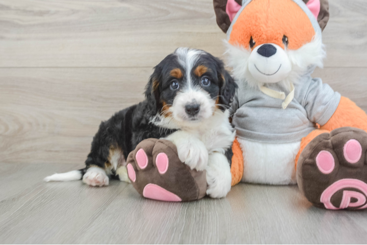 Happy Mini Bernedoodle Baby