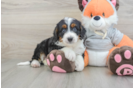 Happy Mini Bernedoodle Baby