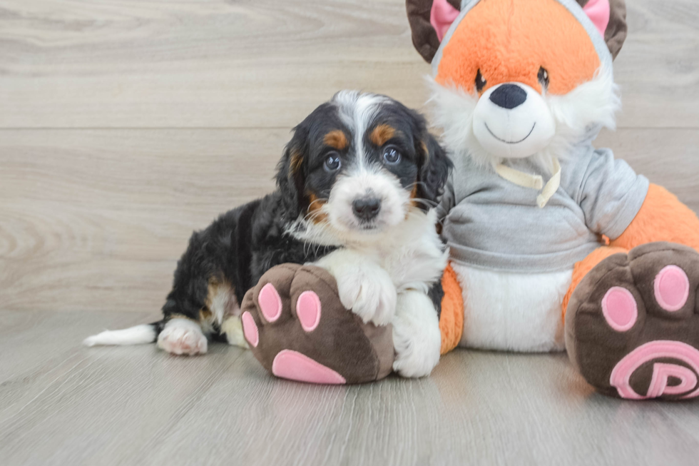 Happy Mini Bernedoodle Baby