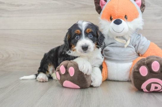 Happy Mini Bernedoodle Baby