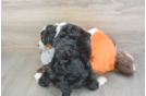 Best Mini Bernedoodle Baby