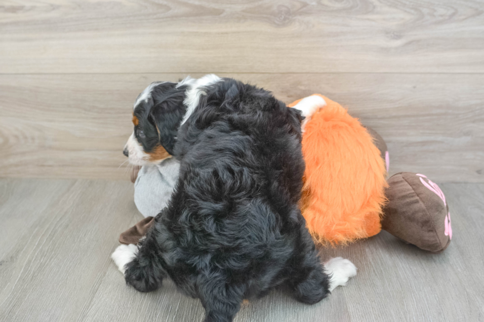 Best Mini Bernedoodle Baby