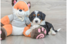 Fluffy Mini Bernedoodle Poodle Mix Pup