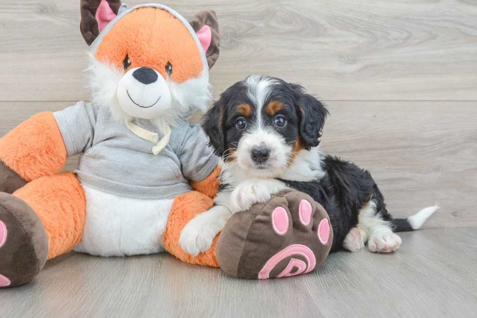 Fluffy Mini Bernedoodle Poodle Mix Pup