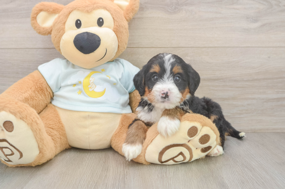 5 week old Mini Bernedoodle Puppy For Sale - Premier Pups