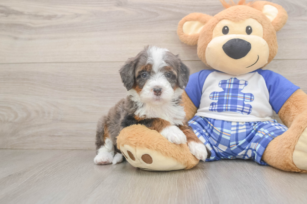 5 week old Mini Bernedoodle Puppy For Sale - Premier Pups