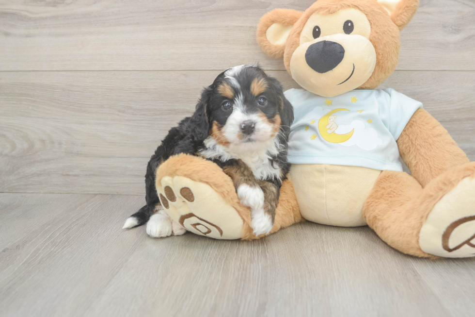 Best Mini Bernedoodle Baby