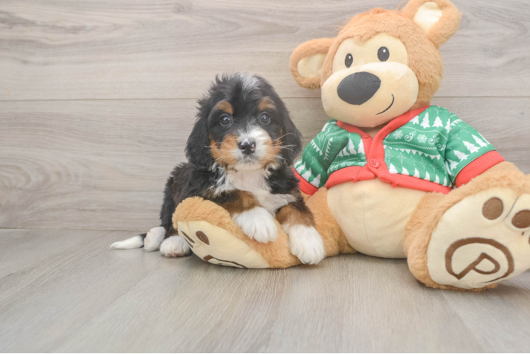 Happy Mini Bernedoodle Baby