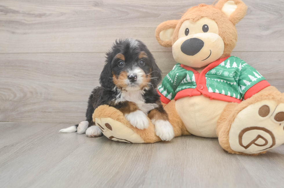 5 week old Mini Bernedoodle Puppy For Sale - Premier Pups