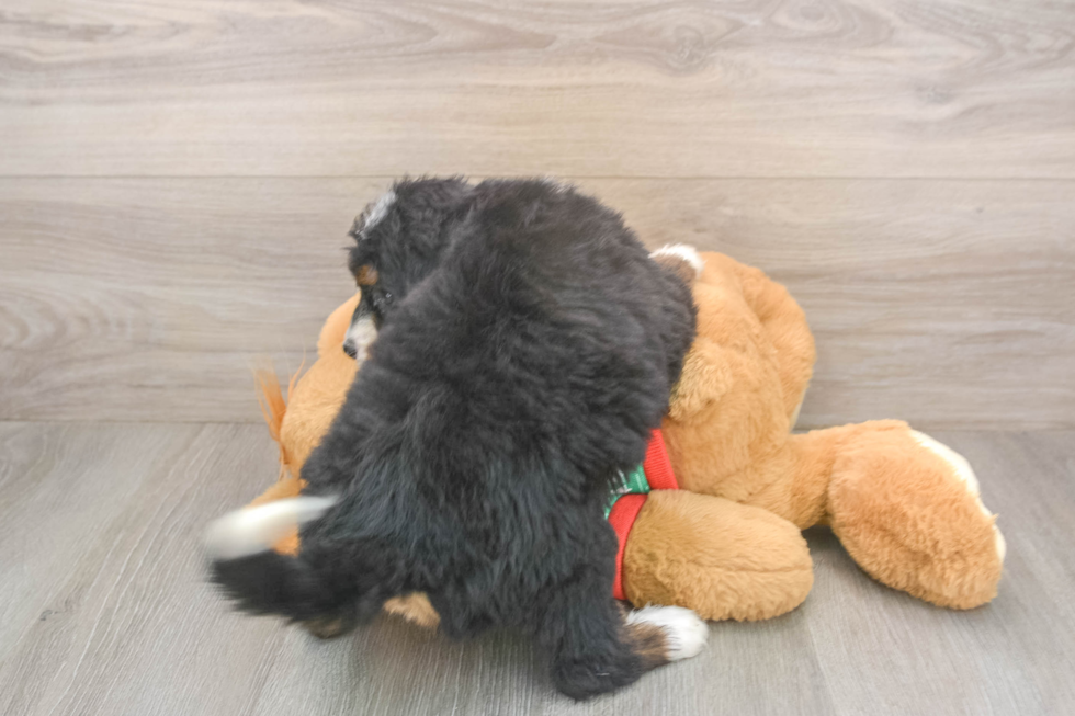 Playful Mini Bernadoodle Poodle Mix Puppy